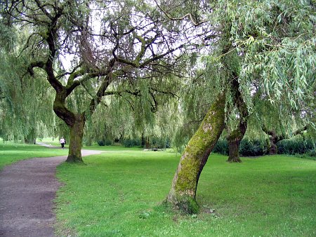 Save the Date: Farewell Picnic 2025 on June 8 at Trout Lake Park